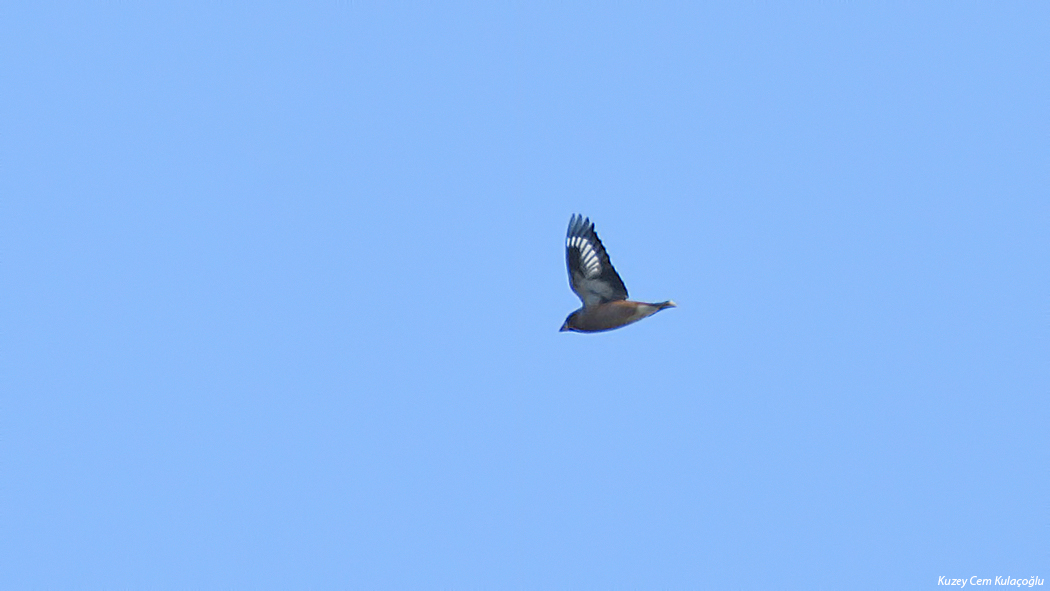 Hawfinch