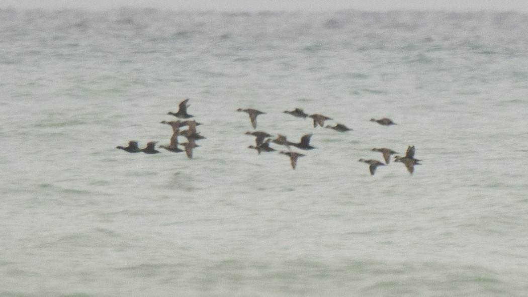 Common Scoter