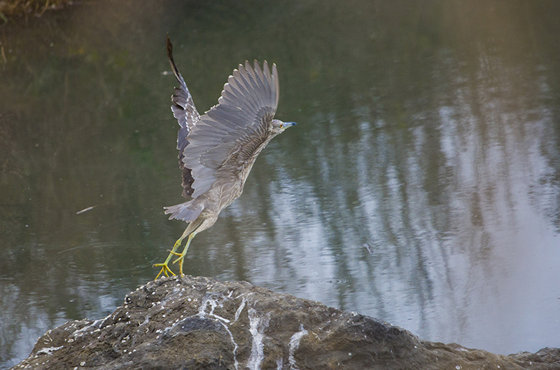 Black-crowned Night Heron