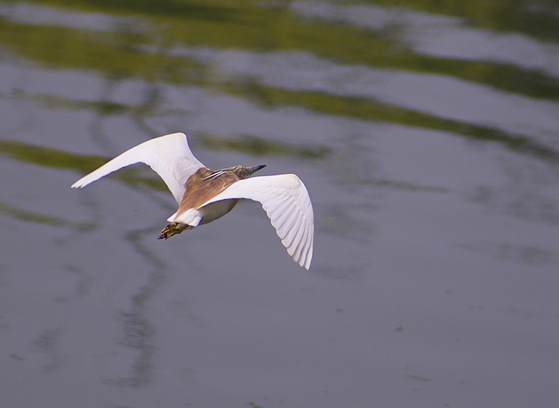 Squacco Heron