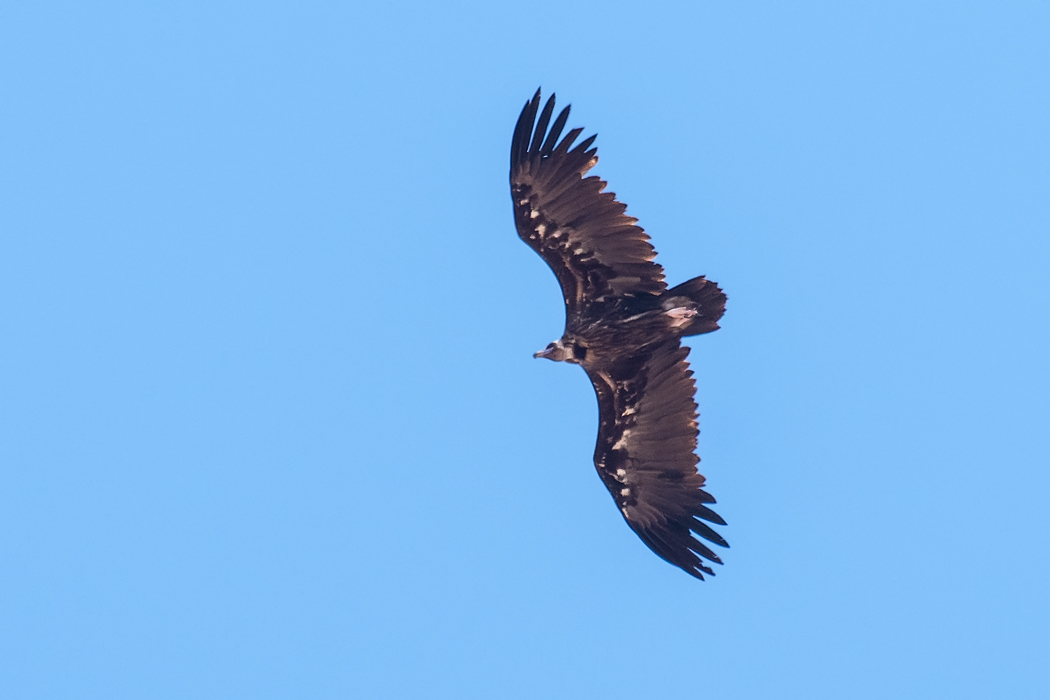 Cinereous Vulture