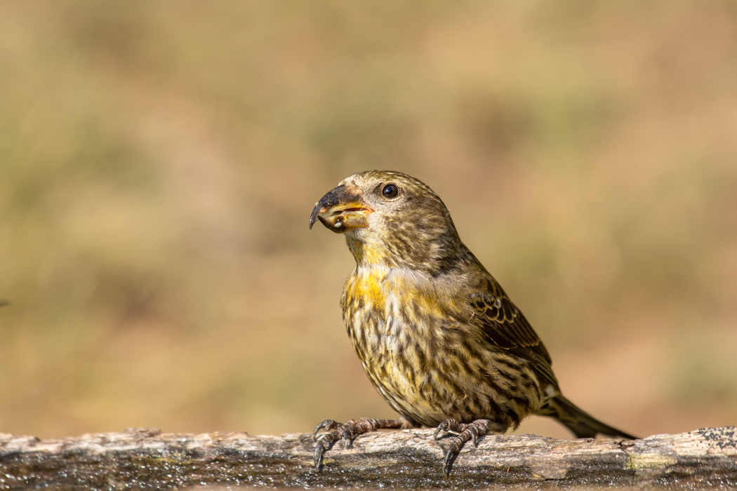 Red Crossbill