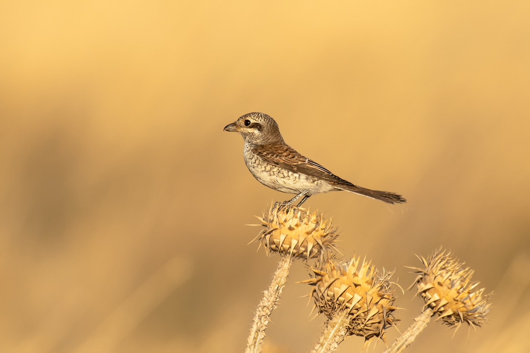 Red-backed Shrike