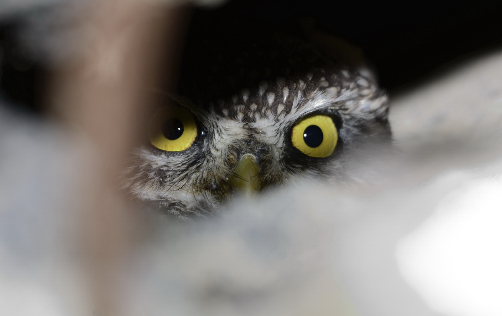 Little Owl