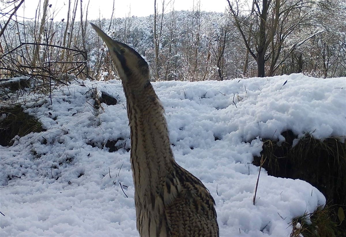 Eurasian Bittern