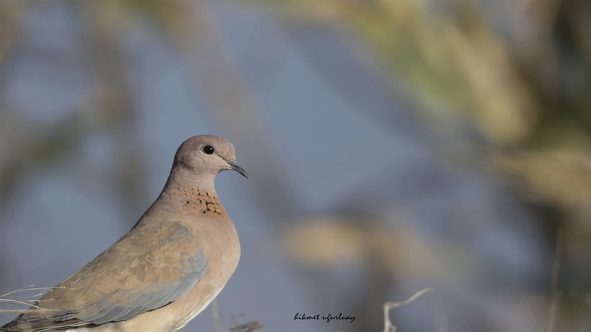 Laughing Dove