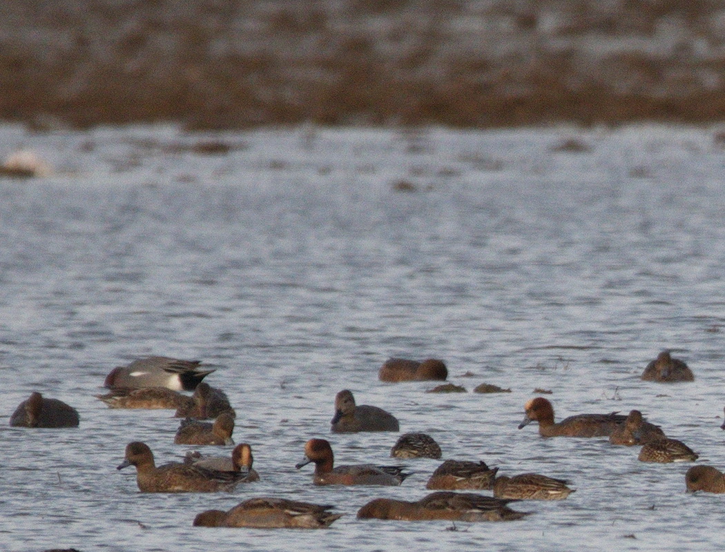 Eurasian Wigeon