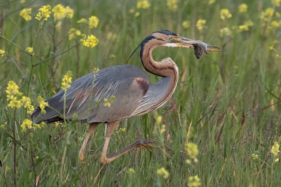 Purple Heron