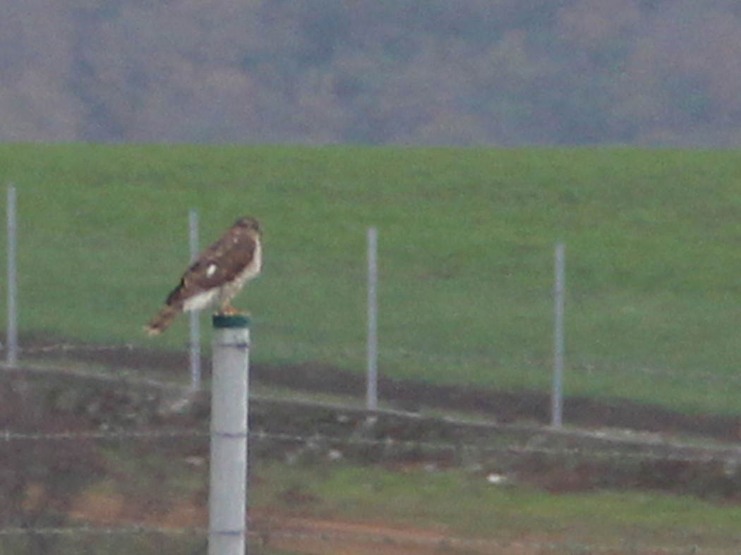 Eurasian Sparrowhawk