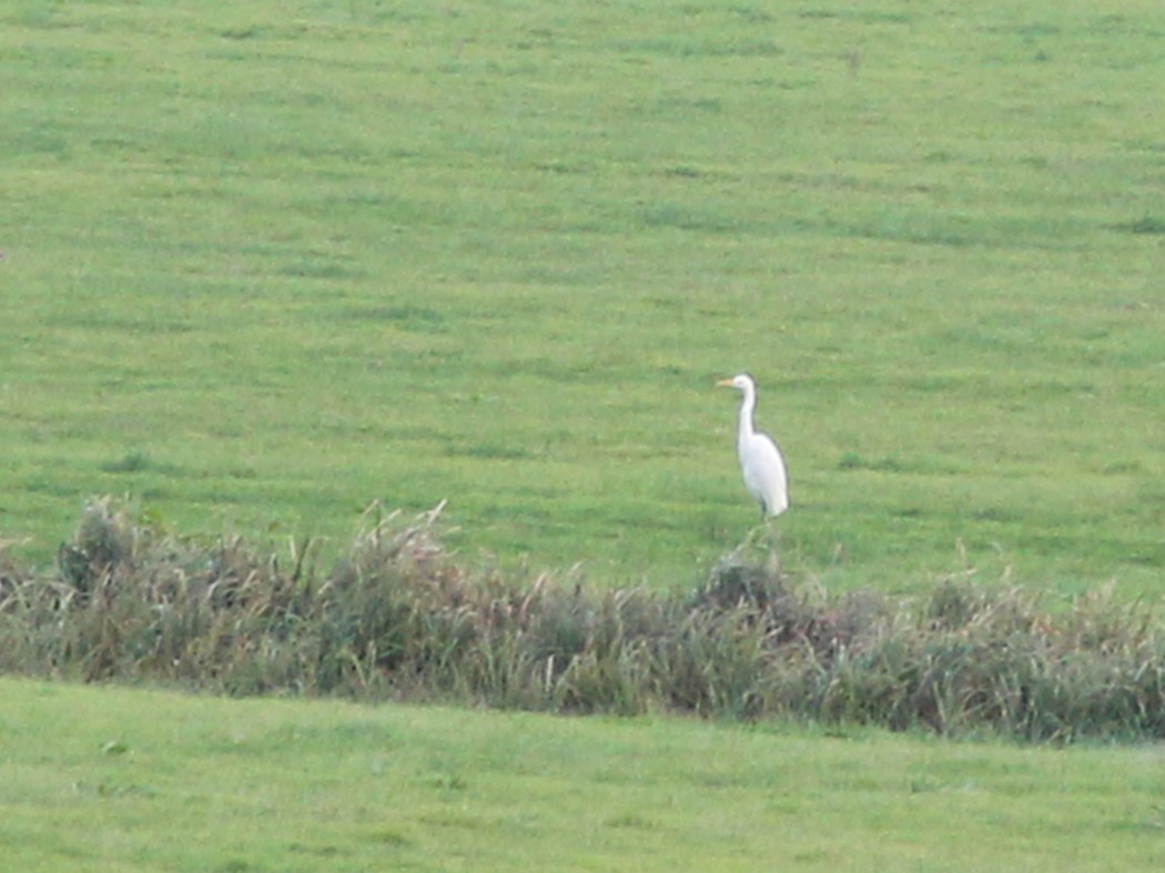 Great Egret