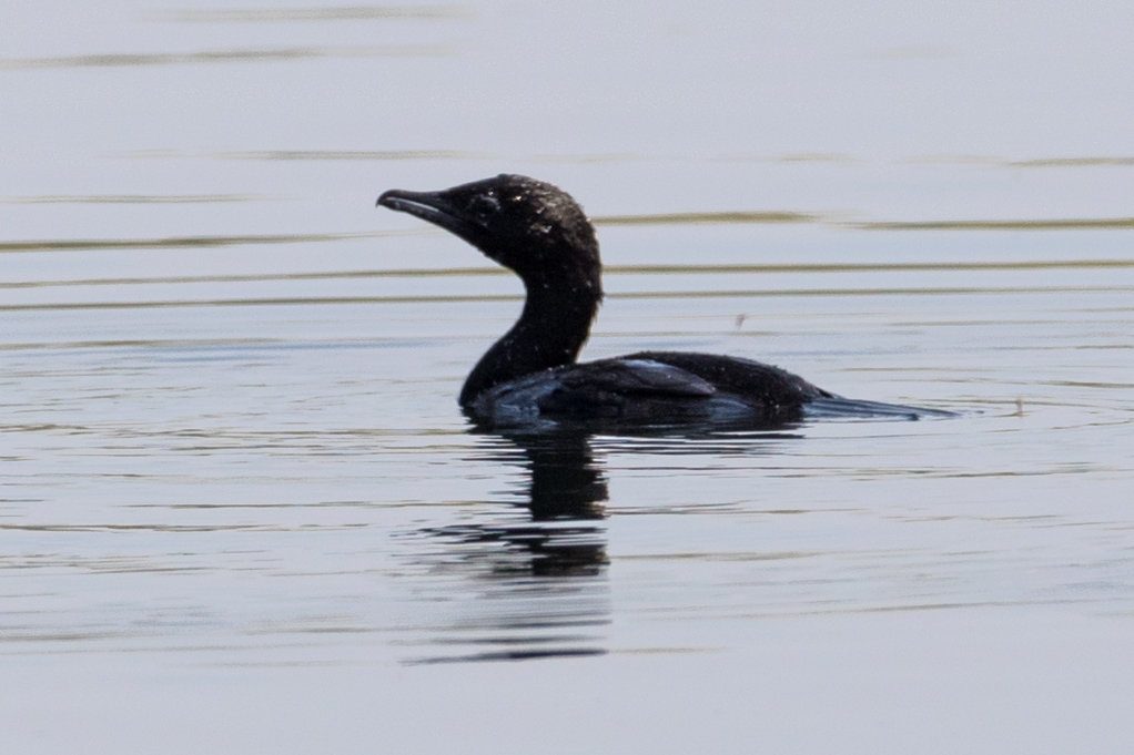 Pygmy Cormorant