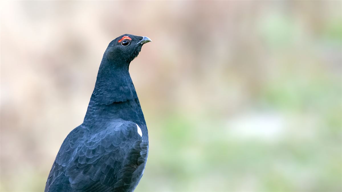 Caucasian Grouse