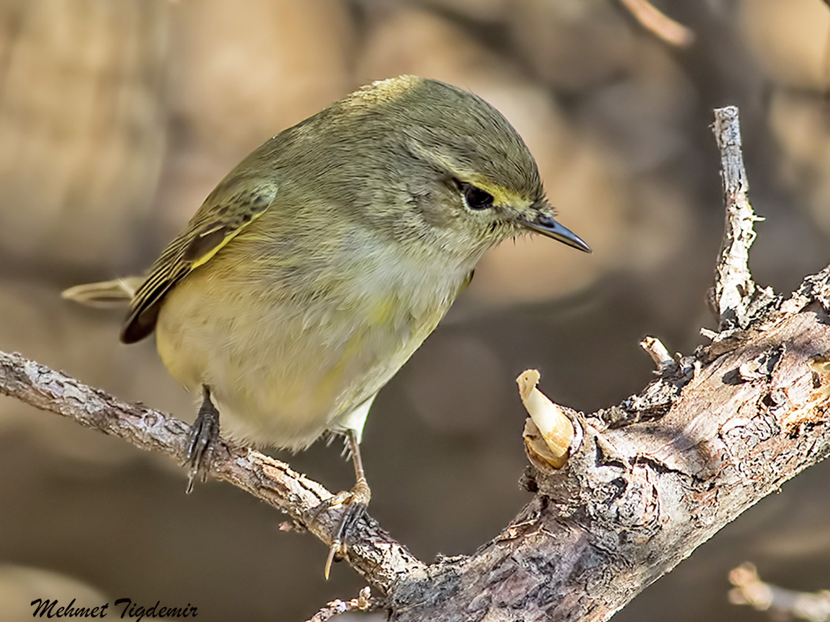 Common Chiffchaff