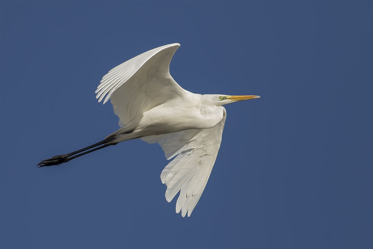 Great Egret