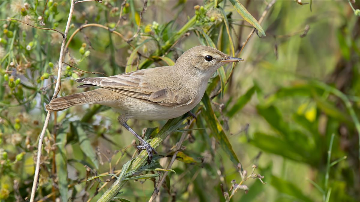 Booted Warbler