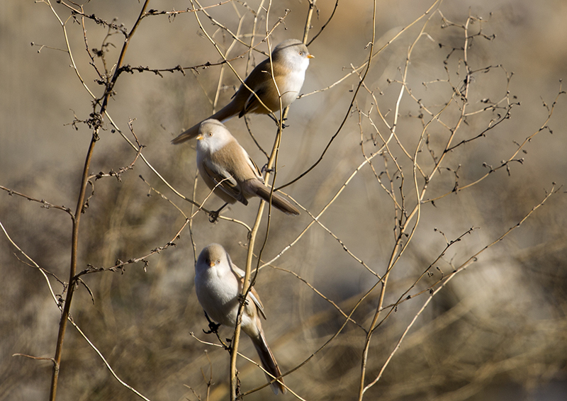 Bearded Reedling