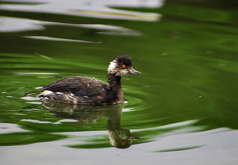 Black-necked Grebe