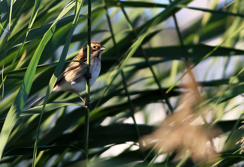 Common Reed Bunting