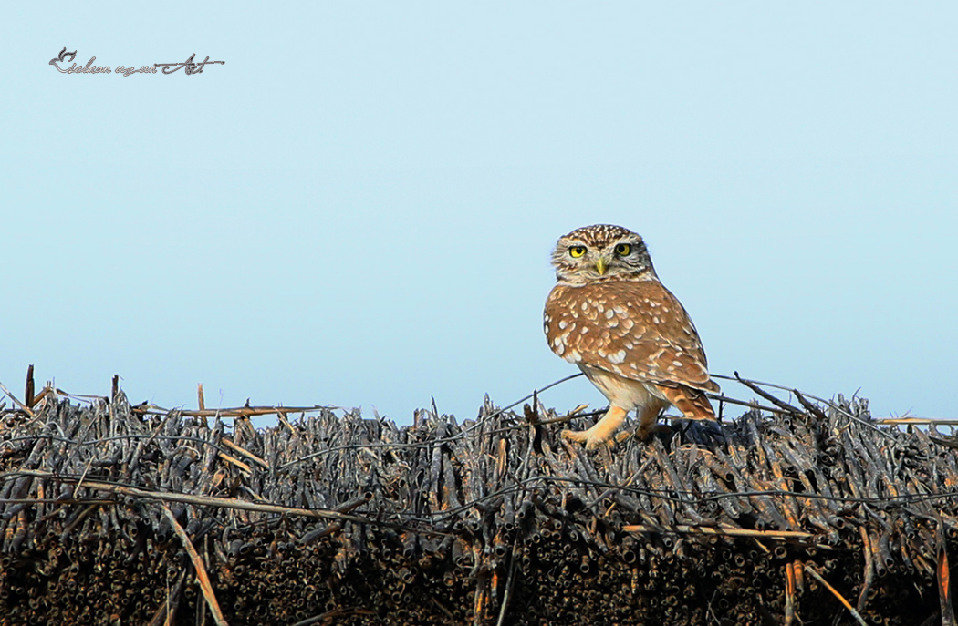 Little Owl