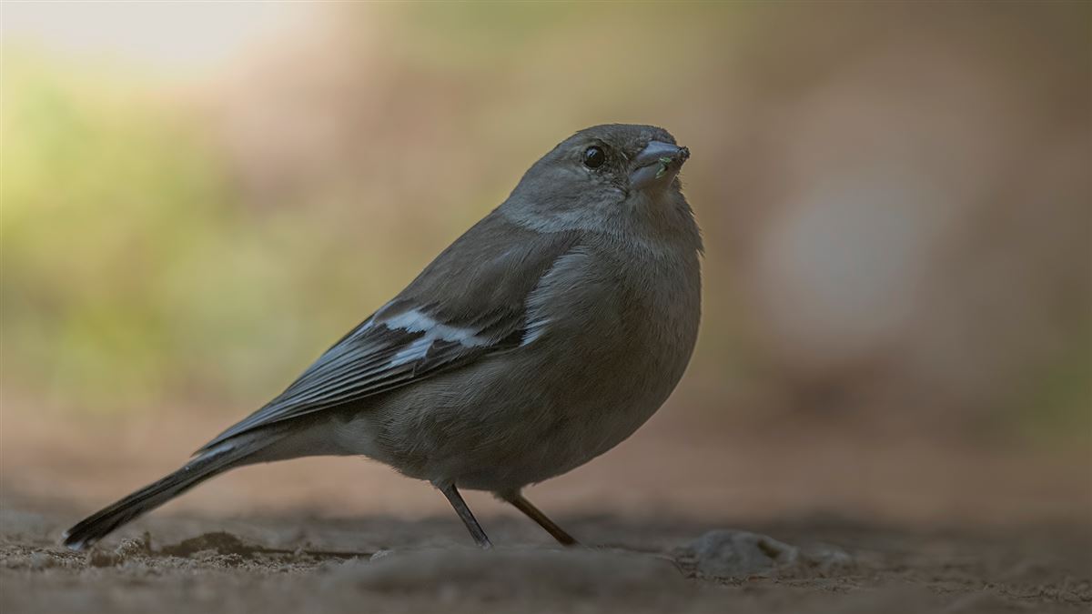 Eurasian Chaffinch