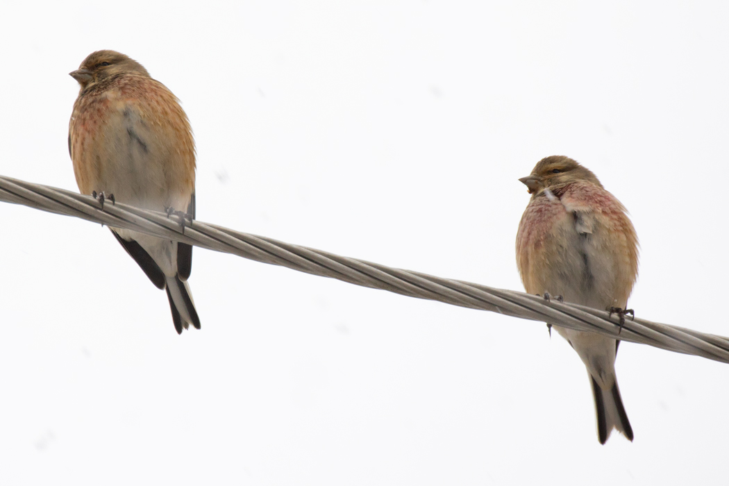 Common Linnet