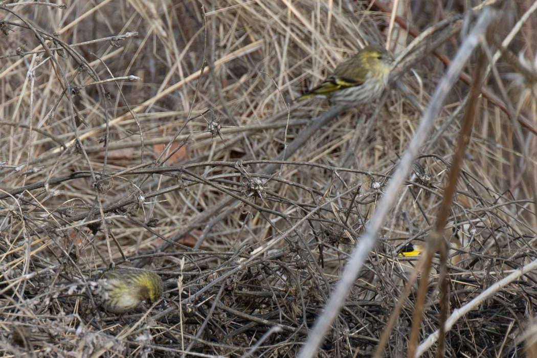 Eurasian Siskin