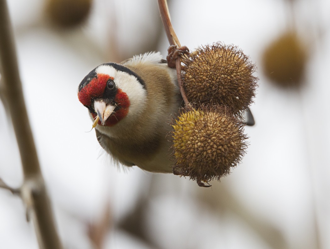 European Goldfinch