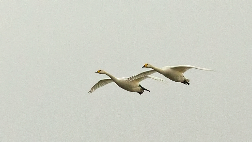 Tundra Swan