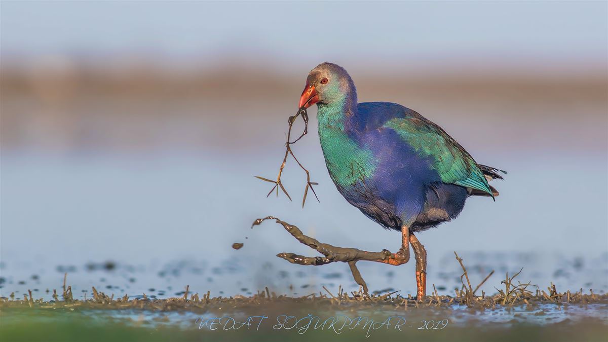 Grey-headed Swamphen