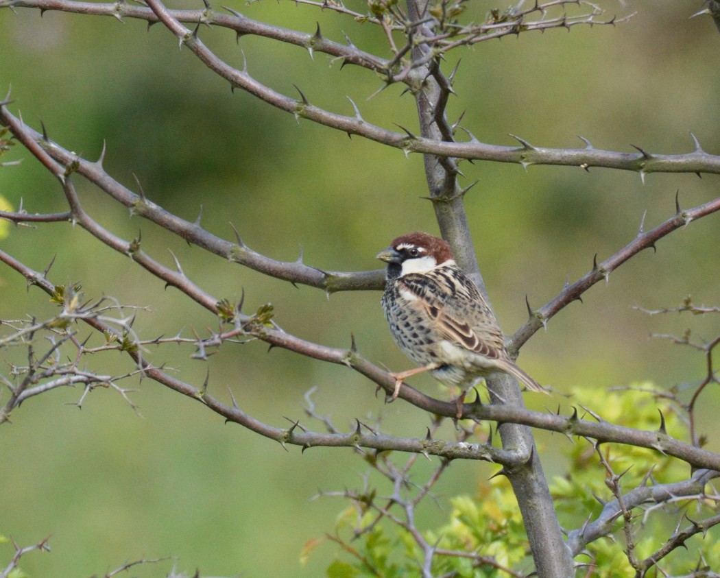 Spanish Sparrow