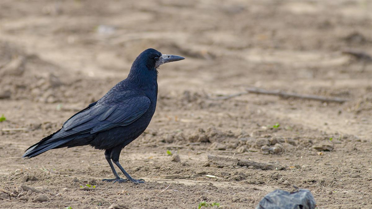 Rook