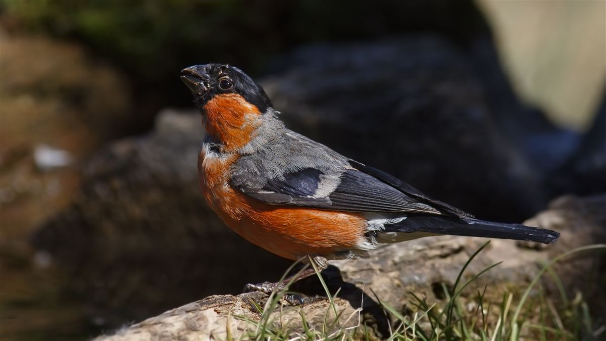Eurasian Bullfinch