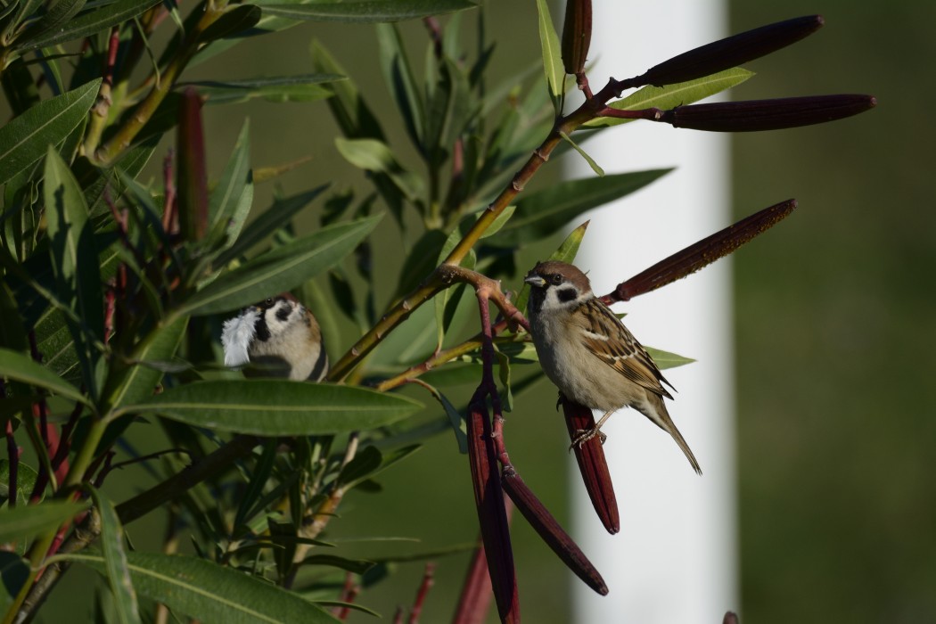 Eurasian Tree Sparrow