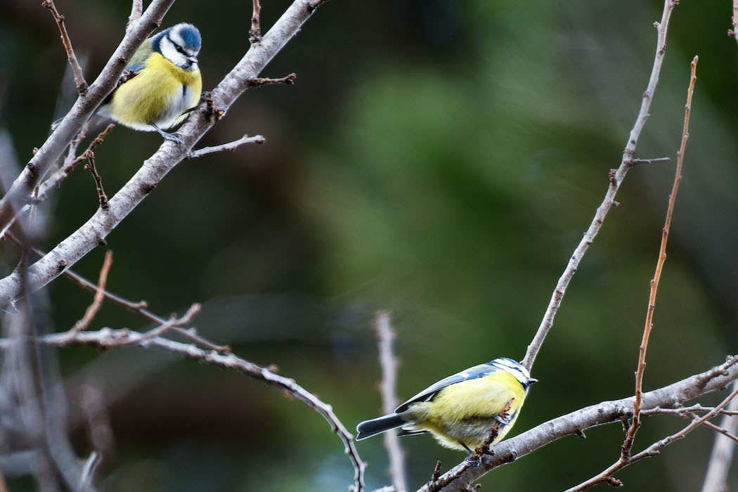 Eurasian Blue Tit