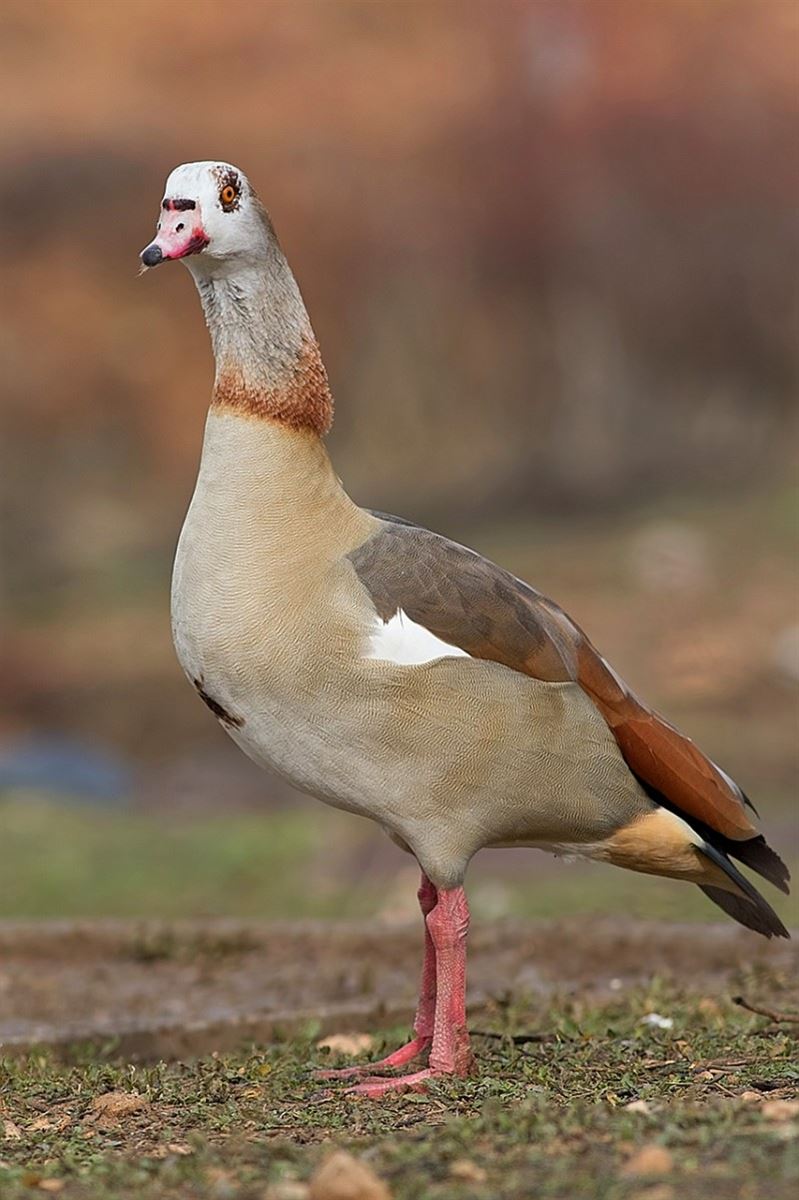 Nil Kazı