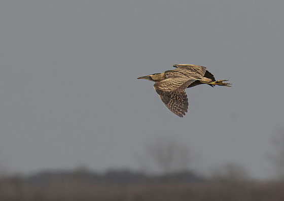 Eurasian Bittern
