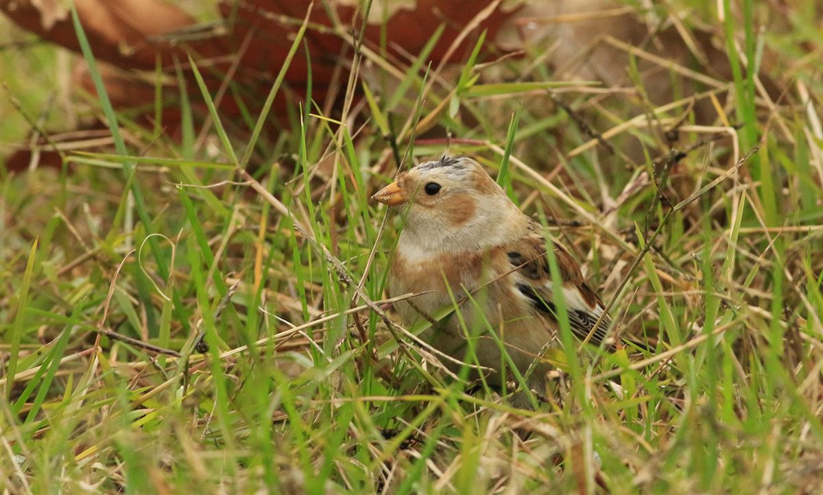 Snow Bunting