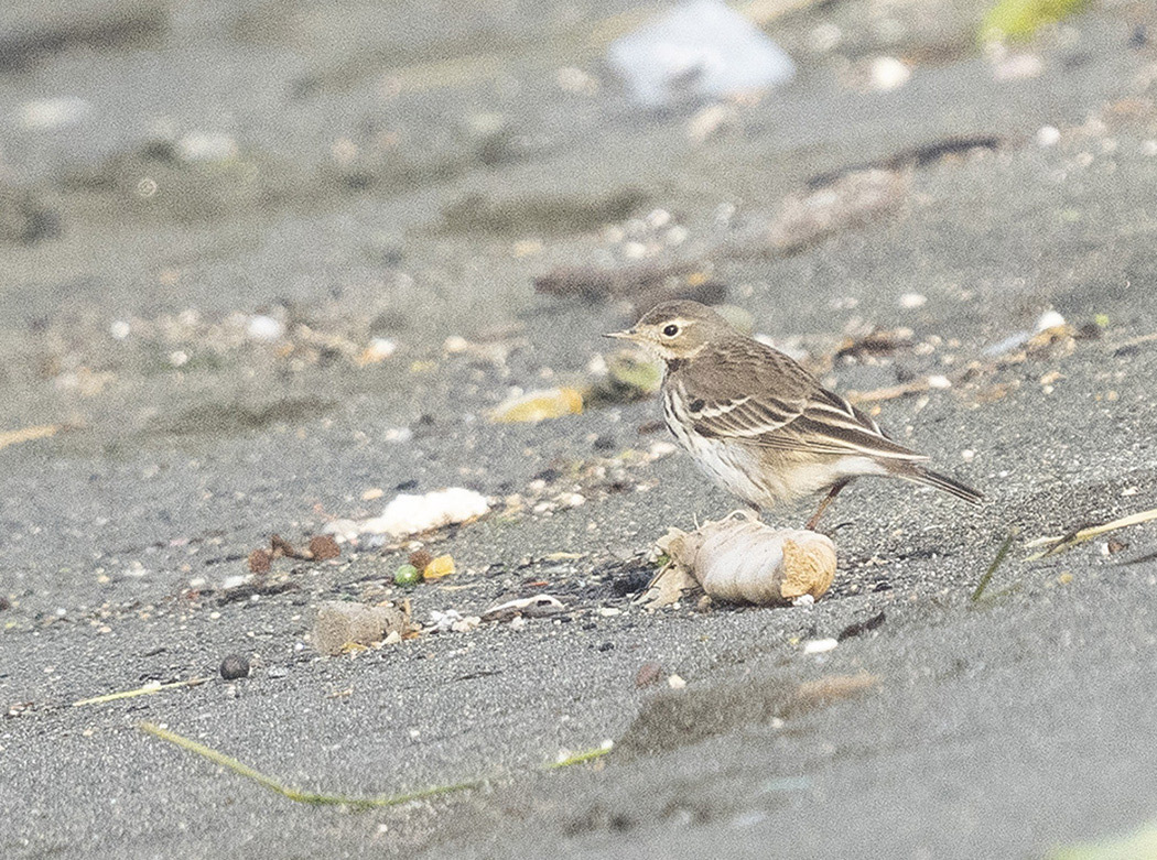 Buff-bellied Pipit