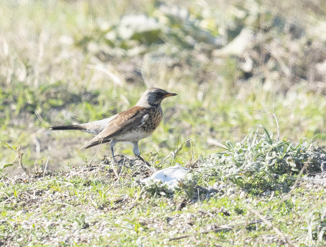Fieldfare