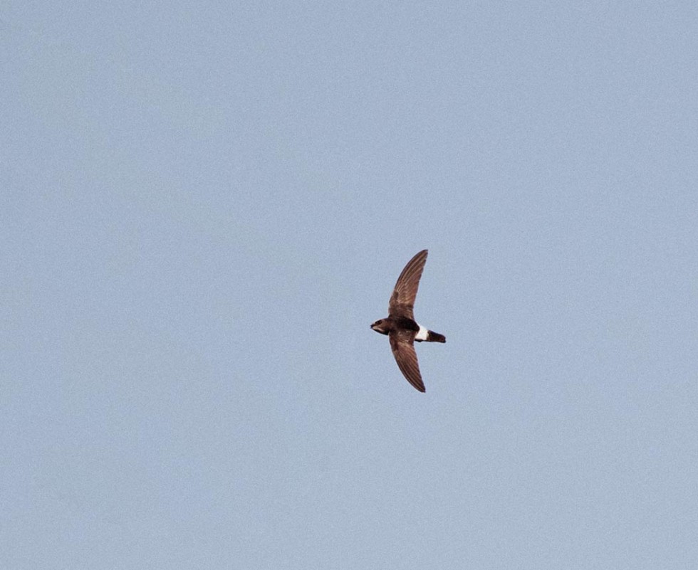 Little Swift