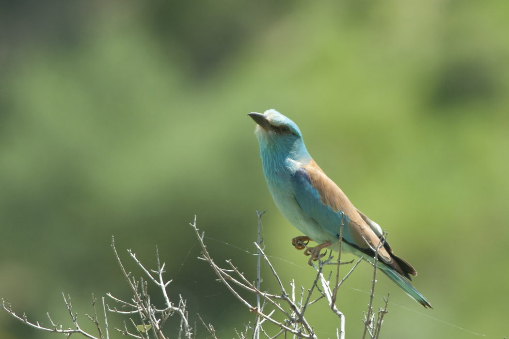 European Roller