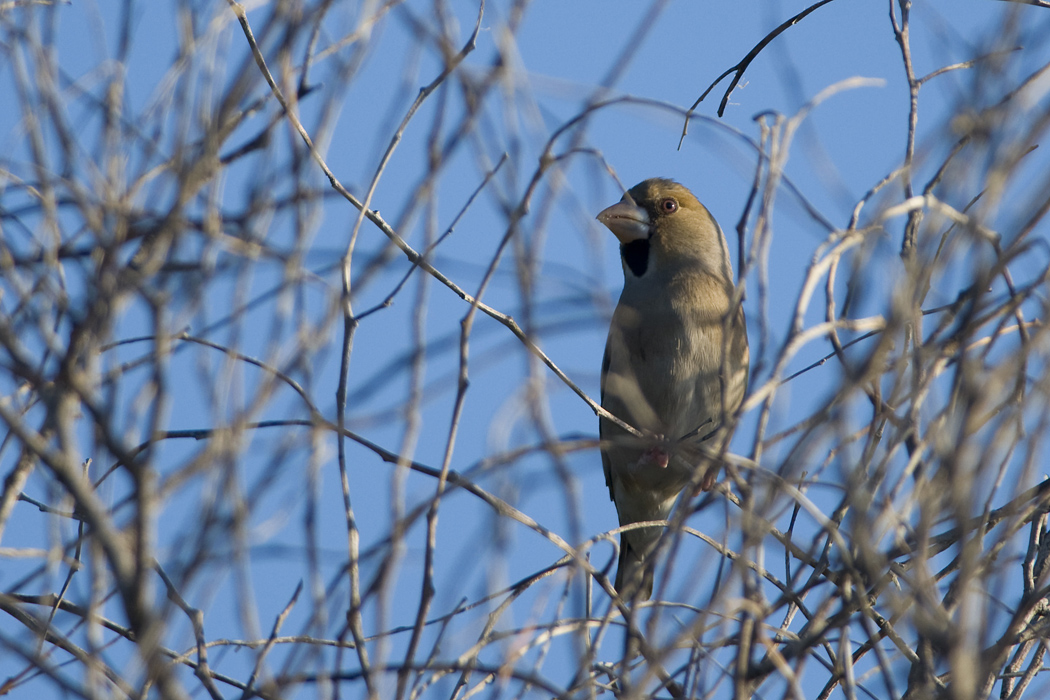 Hawfinch
