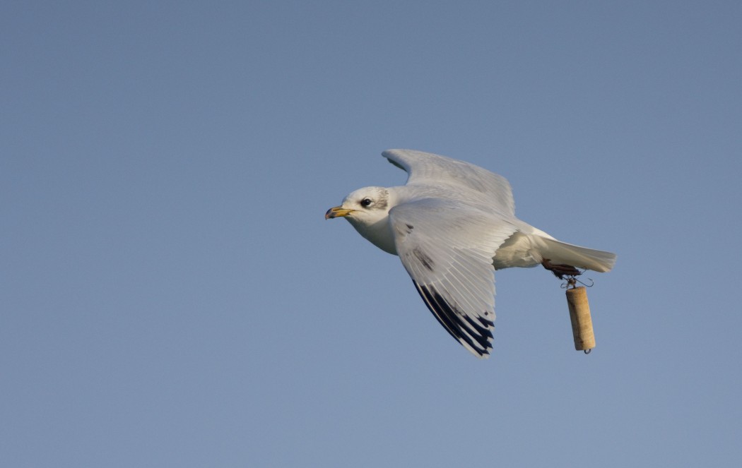 Mediterranean Gull