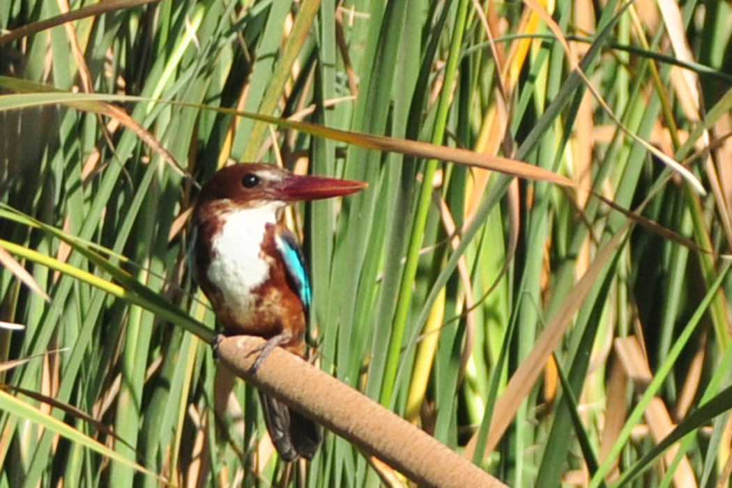 White-throated Kingfisher