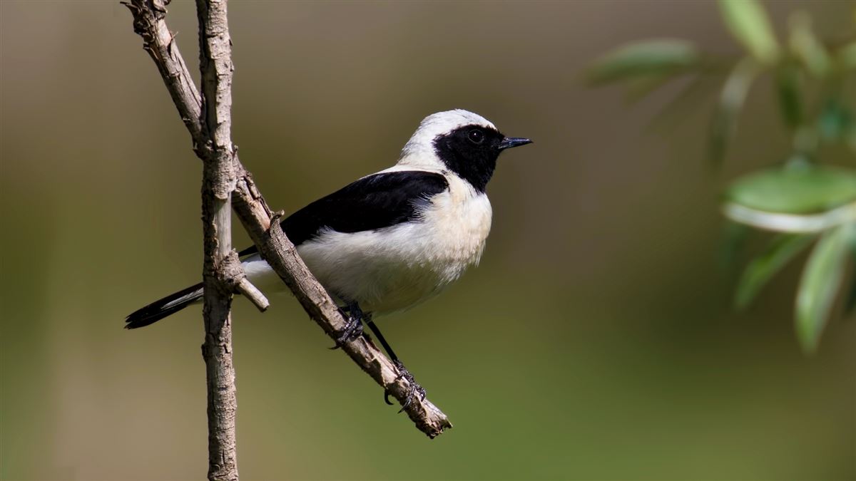 Black-eared Wheatear