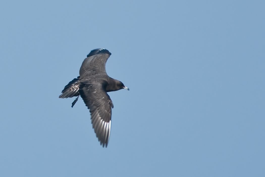 Pomarine Jaeger