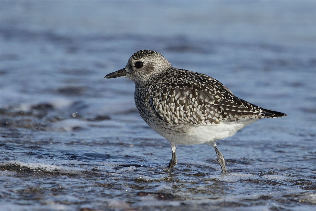 Grey Plover