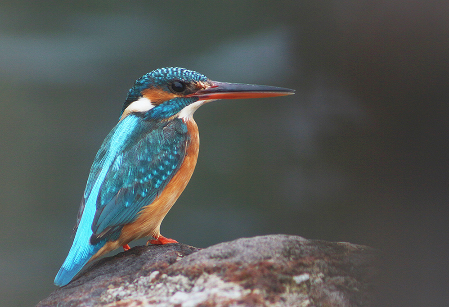 Common Kingfisher