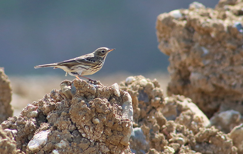 Meadow Pipit