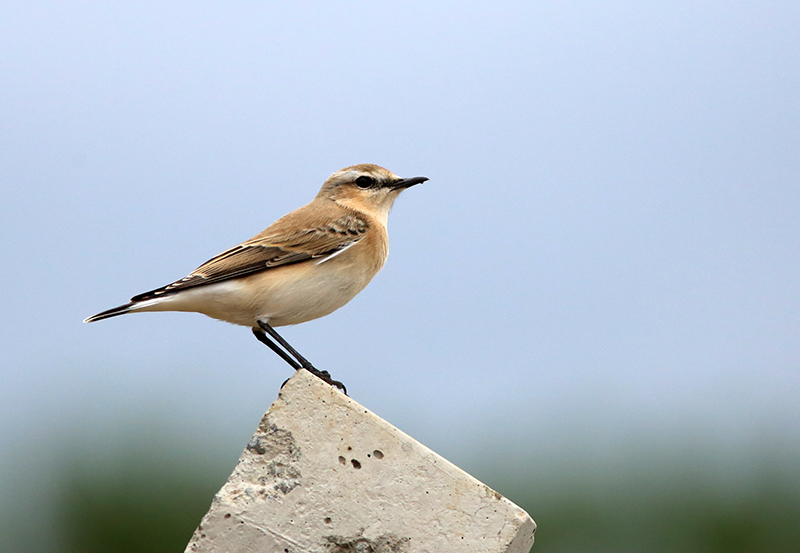 Northern Wheatear